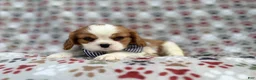 Cavalier King Charles Spaniel dogs for sale: Odie - Ad 4