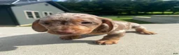 Miniature Dachshund dogs for sale: Dolly - Ad 1