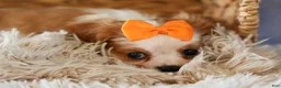 Cavalier King Charles Spaniel dogs for sale:  Nova🎀 - Ad 13