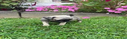 Pug dogs for sale: Honey - Ad 2