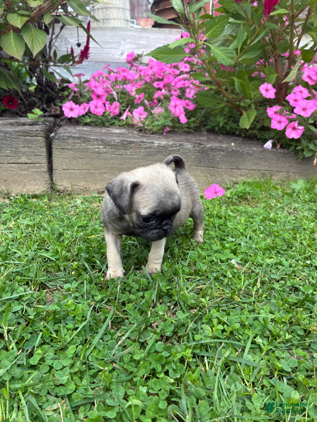 Pug dogs for sale: Honey - Ad 2
