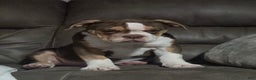 Olde English Bulldogge dogs for sale: Olde English Bulldogge Puppy 1 - Ad 3