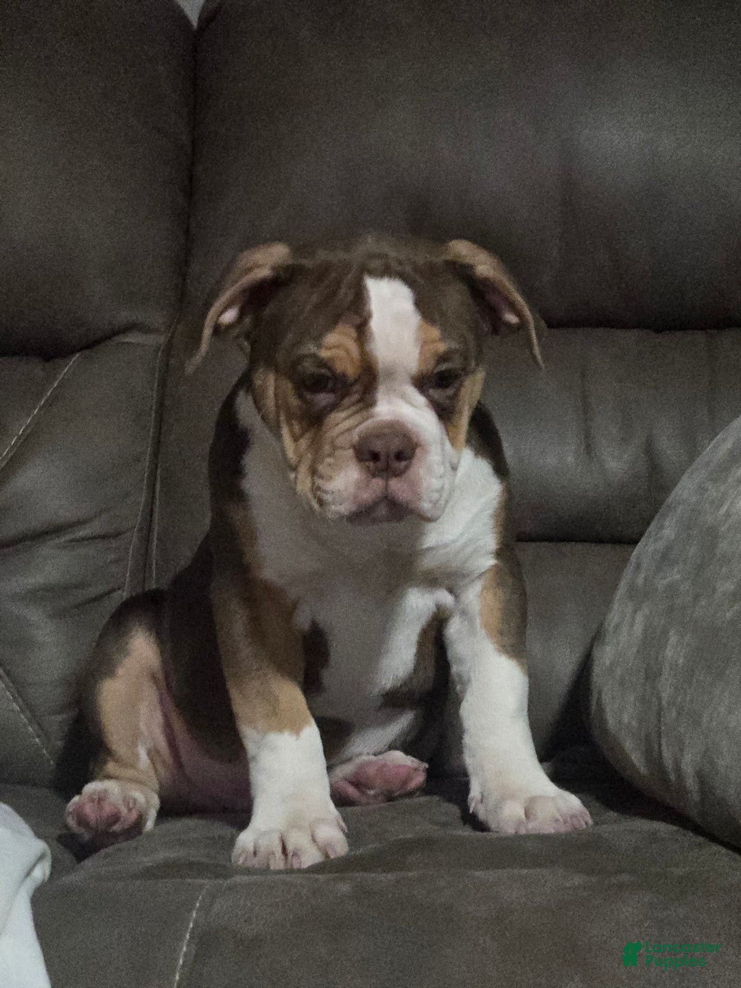 Olde English Bulldogge dogs for sale: Olde English Bulldogge Puppy 1 - Ad 3