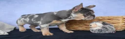 French Bulldog dogs for sale: Ike 💙 - Ad 17