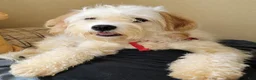 Cavapoochon dogs for sale: Cavapoochon 1 - Ad 6