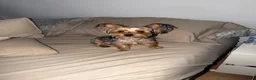 Yorkshire Terrier dogs for sale: Yorkshire Terrier 1 - Ad 4