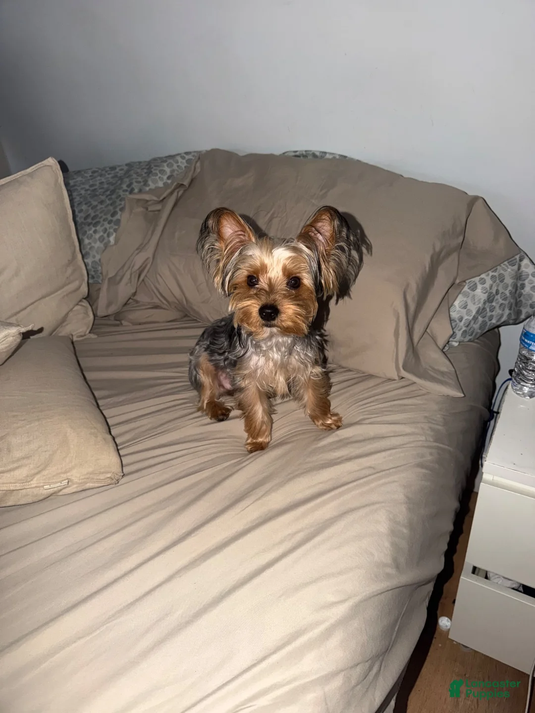 Yorkshire Terrier dogs for sale: Yorkshire Terrier 1 - Ad 4