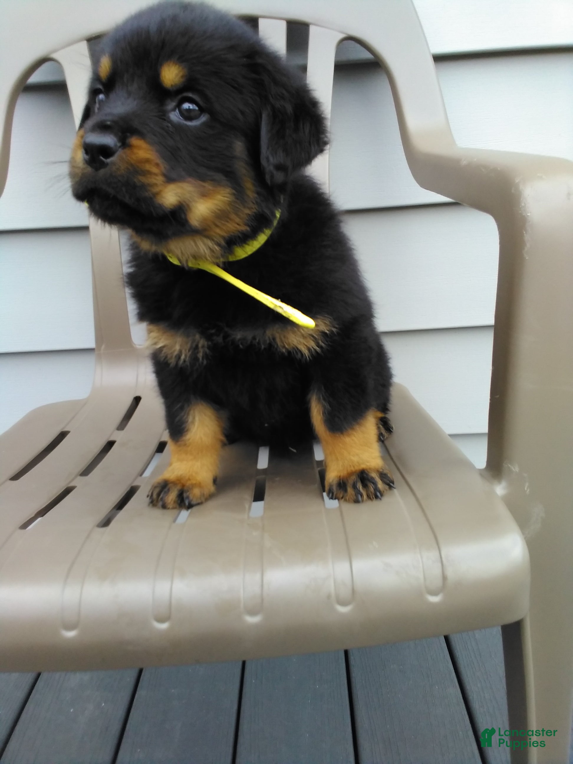 Rottweiler dogs Rottweiler Puppy 1 - Ad 2