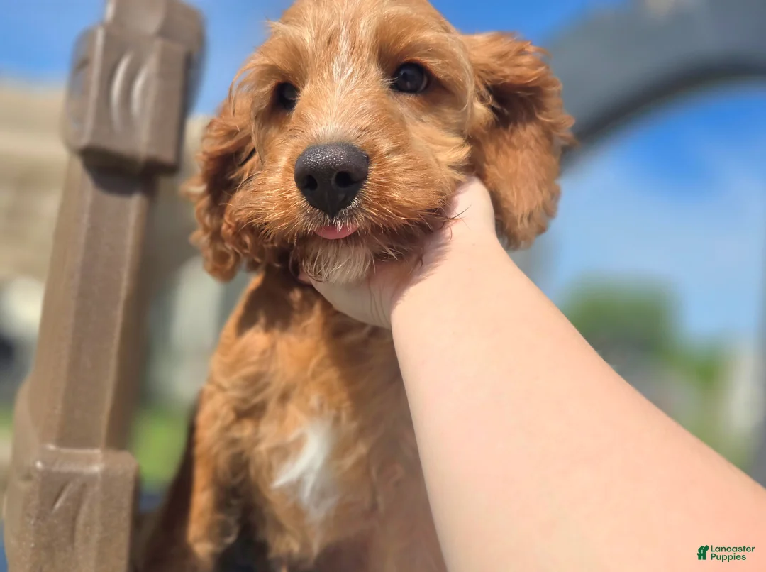 Cavapoo dogs for sale: Glacier - Ad 1