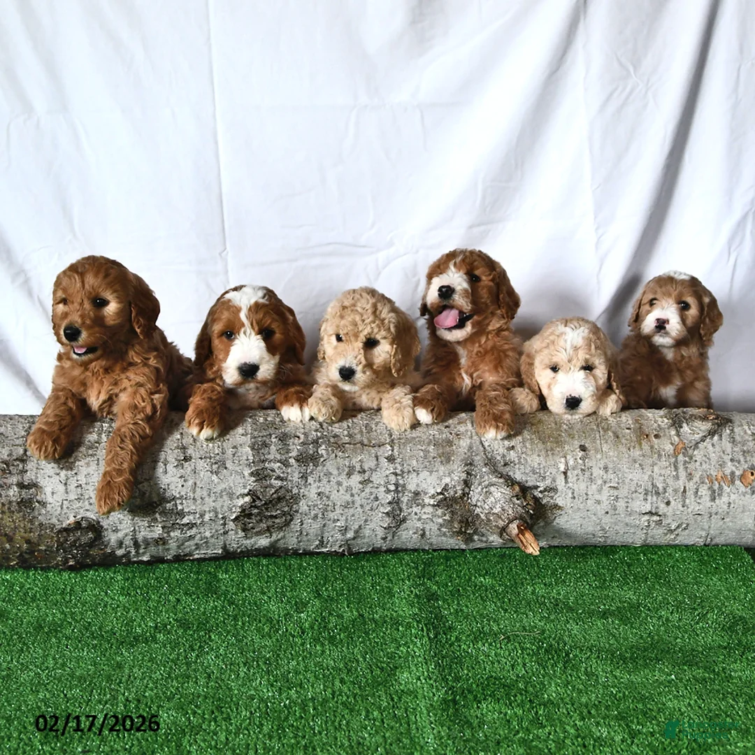 Mini Goldendoodle dogs for sale: Austin - Ad 5