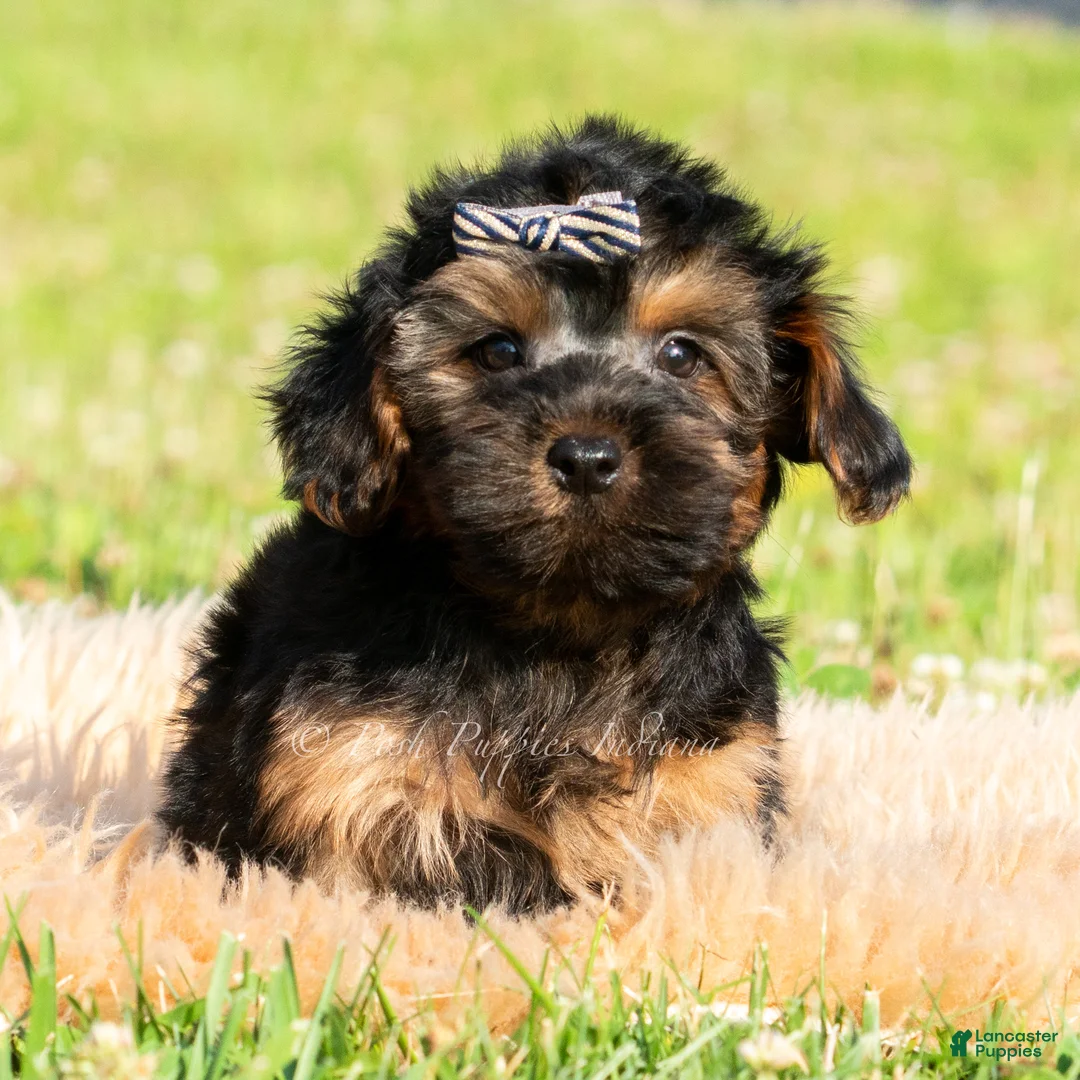 Maltipoo dogs for sale: Levi - Ad 2