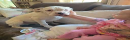 Boxer dogs for sale: Sam - Ad 3