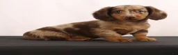 Dachshund dogs for sale: Duke - Ad 12