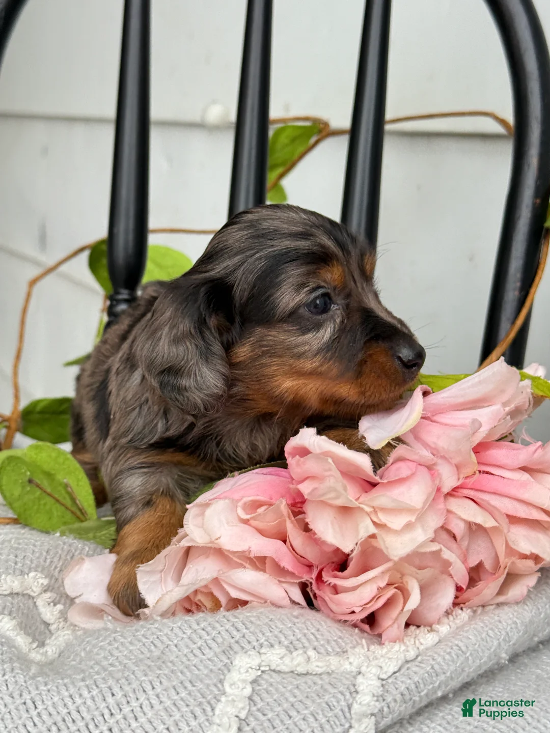 Miniature Dachshund dogs for sale: Della - Ad 2