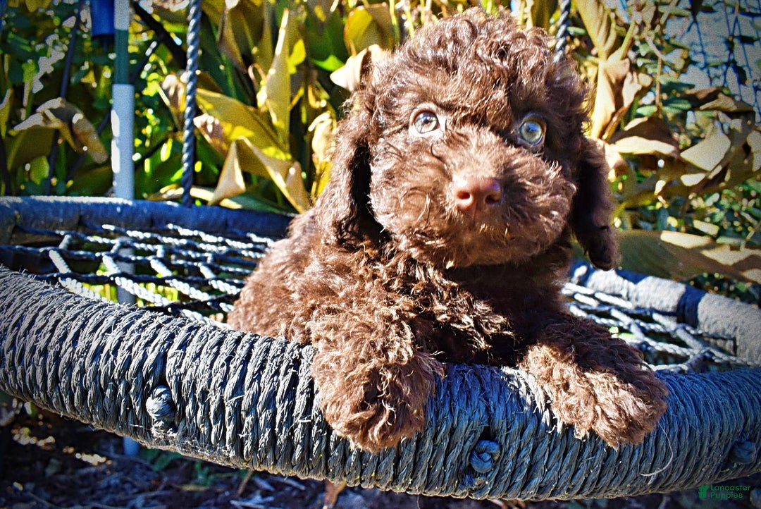 Havapoo dogs for sale: Izzy - Ad 3