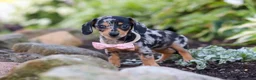 Miniature Dachshund dogs for sale: Stella - Ad 8