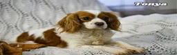 Cavapoo dogs for sale: Silas - Ad 9