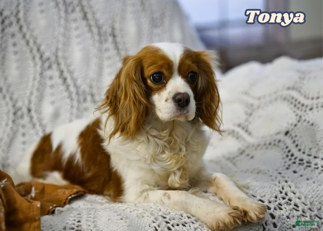 Cavapoo dogs for sale: Silas - Ad 9