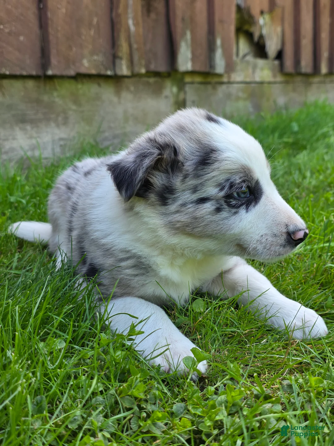 Border Collie dogs for sale: Huck - Ad 4