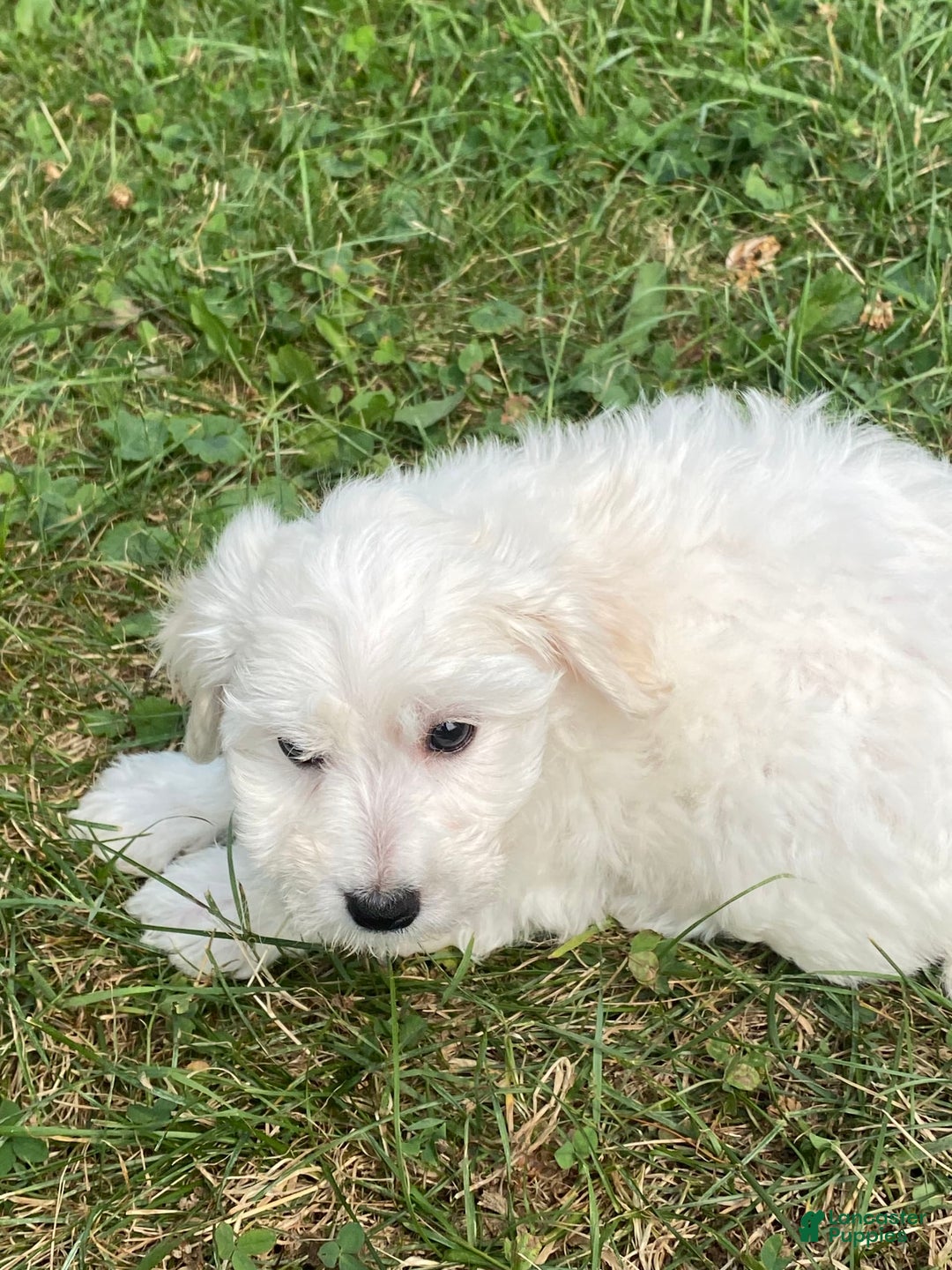Bichon Frise dogs for sale: Beau - Ad 2