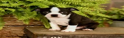 Boston Terrier dogs for sale: Dallas - Ad 5