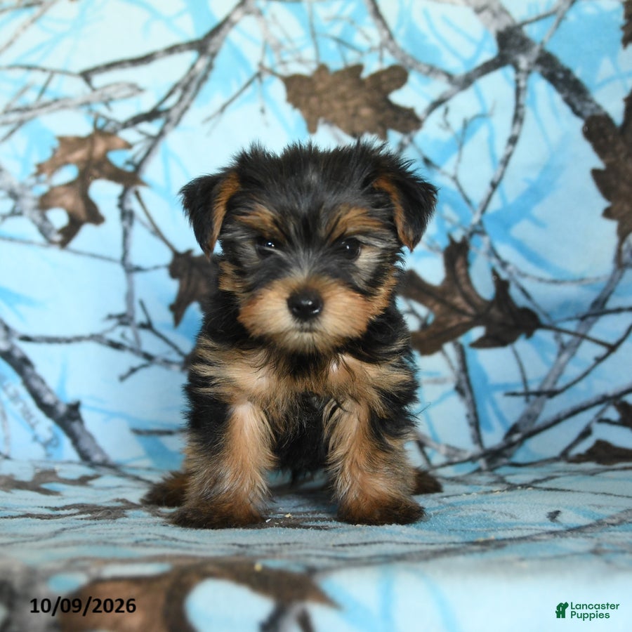 Greg (Yorkshire Terrier, Male) in Gap, PA