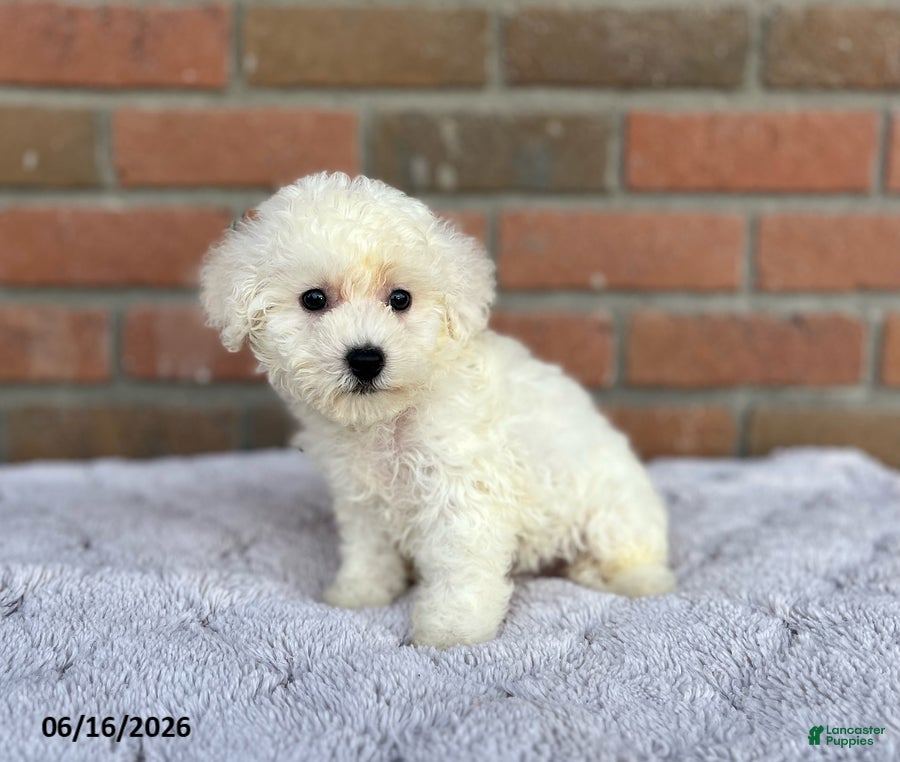 Bichon Frise dogs Diamond - Ad 2