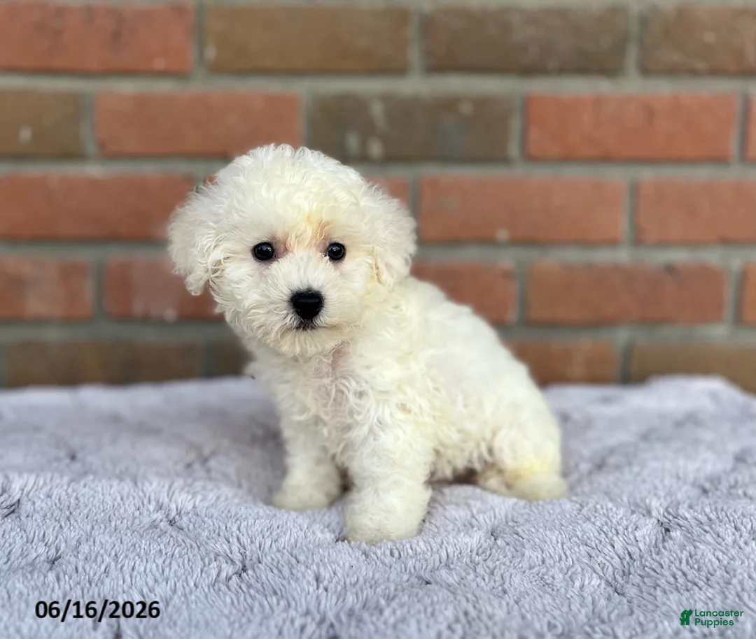 Bichon Frise dogs for sale: Diamond - Ad 2