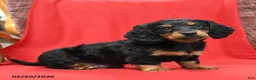 Miniature Dachshund dogs for sale: Scout - Ad 3
