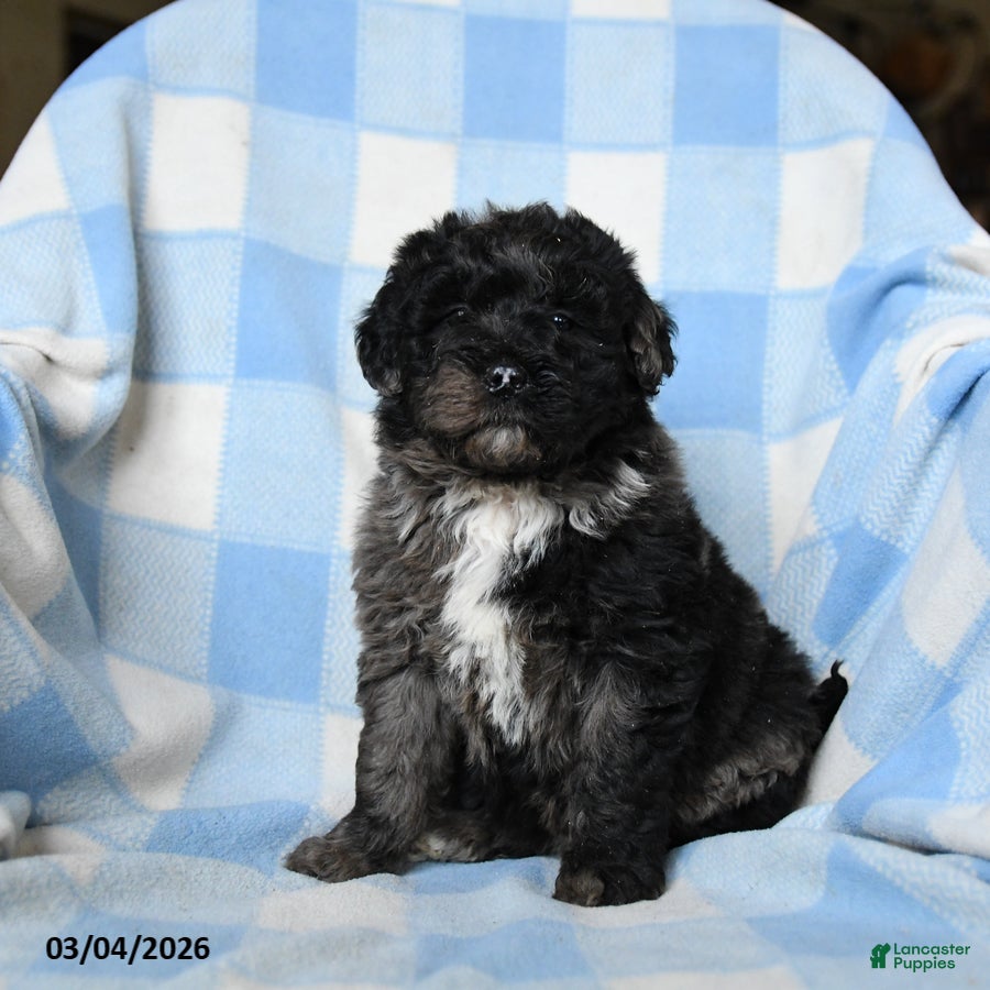 Bernedoodle dogs Lilah - Ad 1