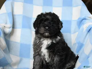 Bernedoodle dogs for sale: Lilah - Ad 2