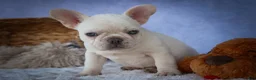 French Bulldog dogs for sale: Tulip🩷  - Ad 11