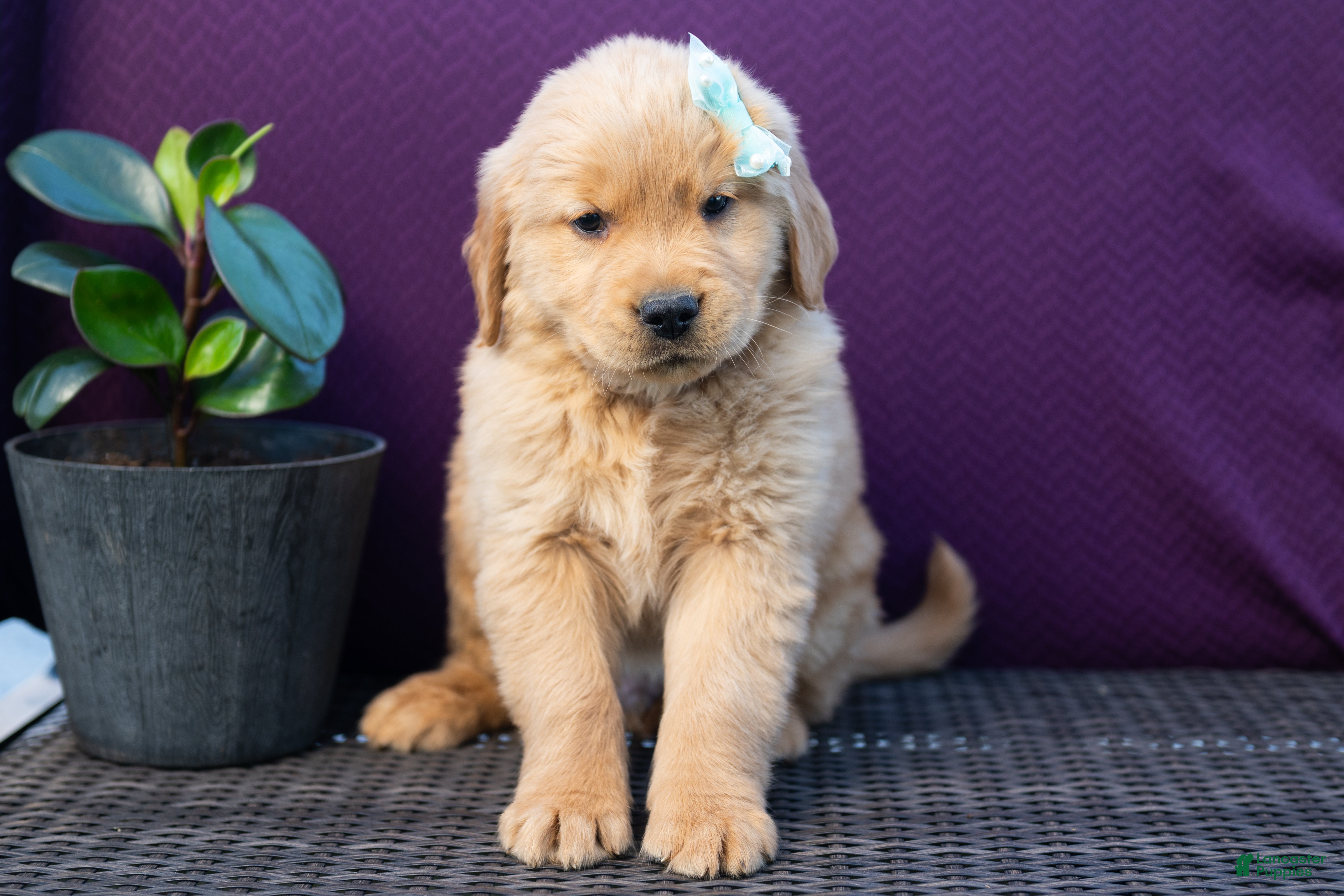 Golden Retriever dogs for sale: Spencer - Ad 1