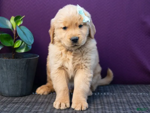 Golden Retriever dogs for sale: Spencer - Ad 1