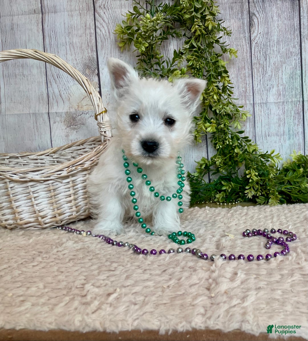 West Highland Terrier dogs for sale: Lexi, AKC - Ad 8