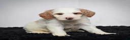Mini Goldendoodle dogs for sale: Ms. Ashley - Ad 7