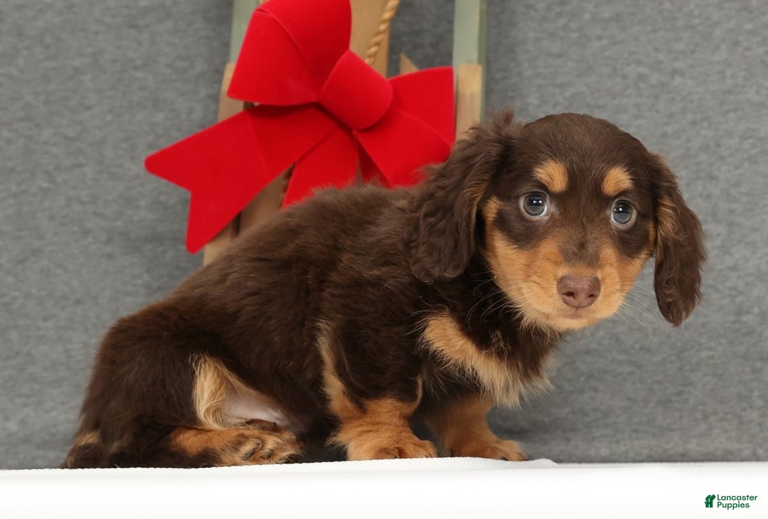 Miniature Dachshund dogs for sale: Gyro - Ad 4