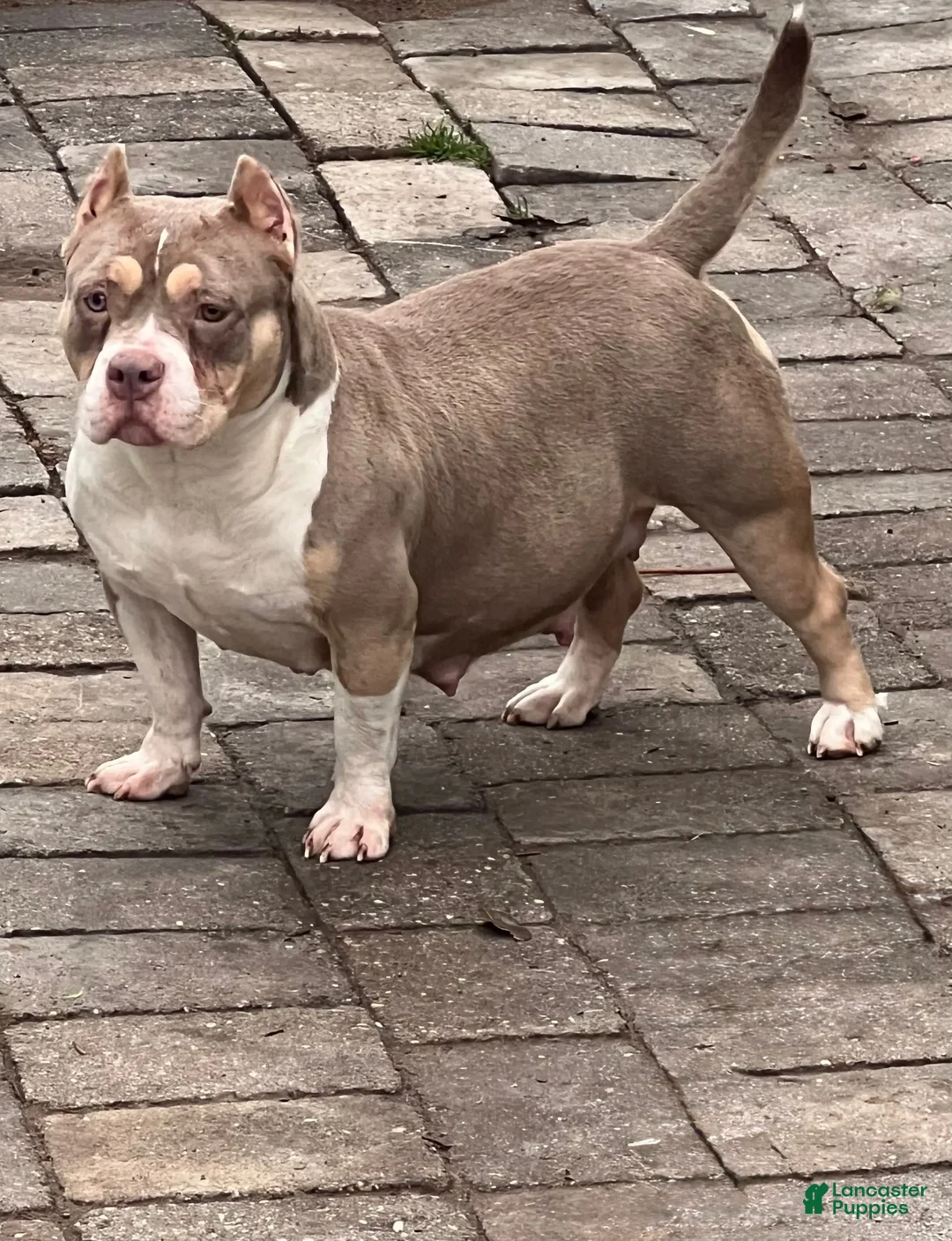 American Bully dogs for sale: American Bully Puppy 2 - Ad 5