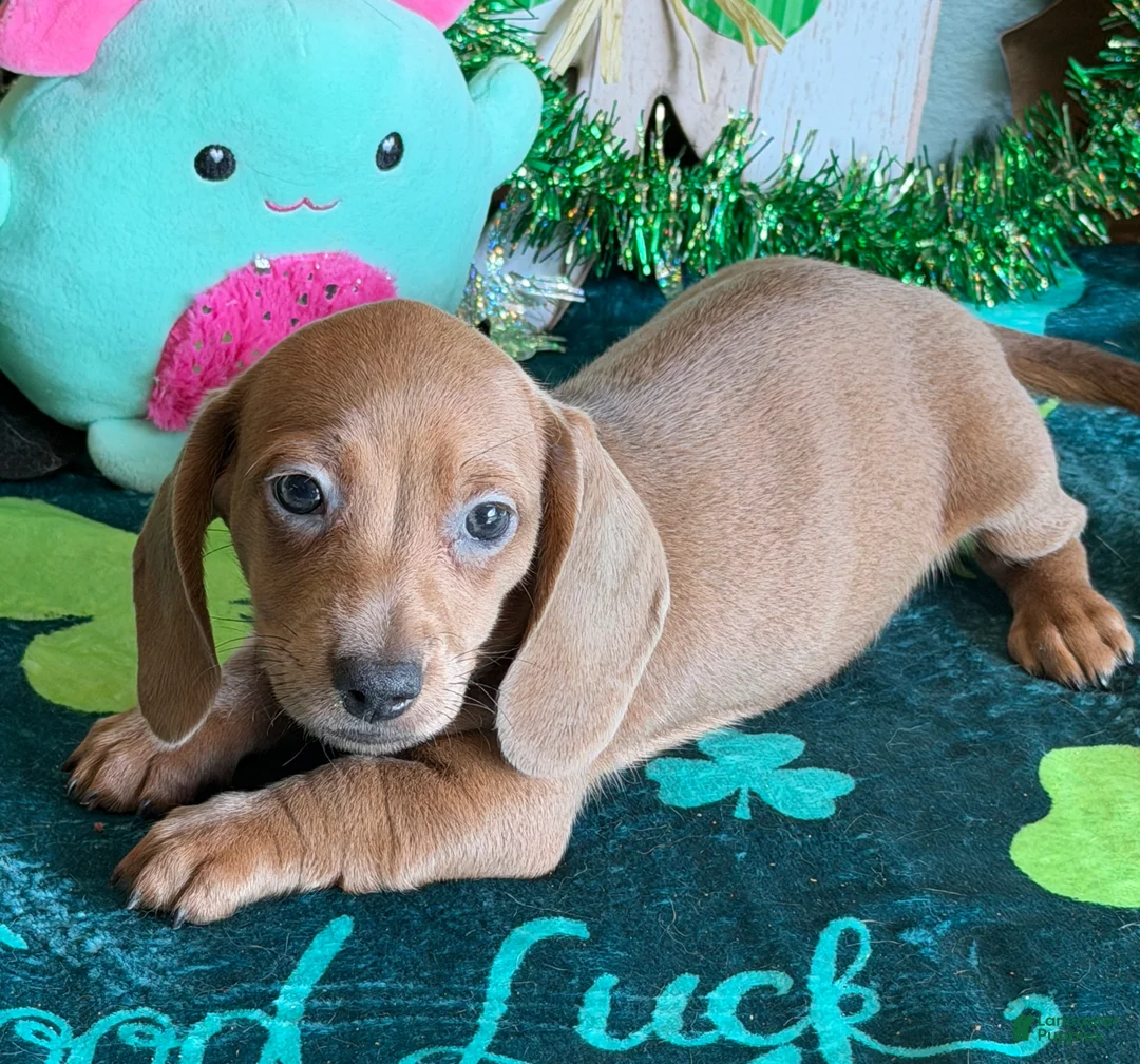 Dachshund dogs for sale: Melba - Ad 3
