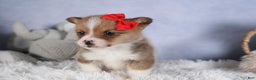 Welsh Corgi Pembroke dogs for sale: RAMBO - Ad 6