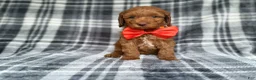 Cockapoo dogs for sale: Max - Ad 3