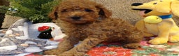 Miniature Poodle dogs for sale: Miniature Poodle Puppy 3 Chester - Ad 1