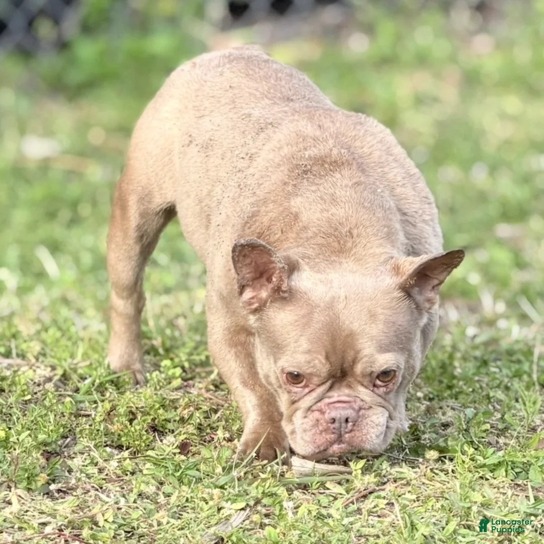 French Bulldog dogs for sale: Honey - Ad 4