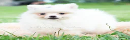 Pomeranian dogs for sale: Sophia - Ad 5