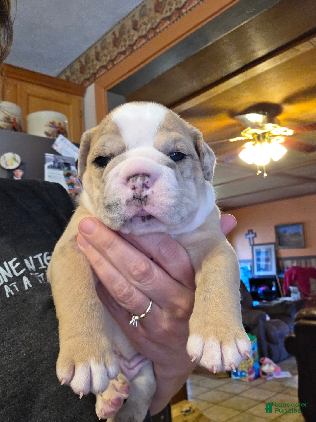 Mixed Breed dogs for sale: OLDE ENGLISH BULLDOG  - Ad 4