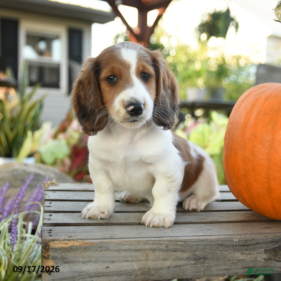 Miniature Dachshund dogs for sale: Frankfort - Ad 2