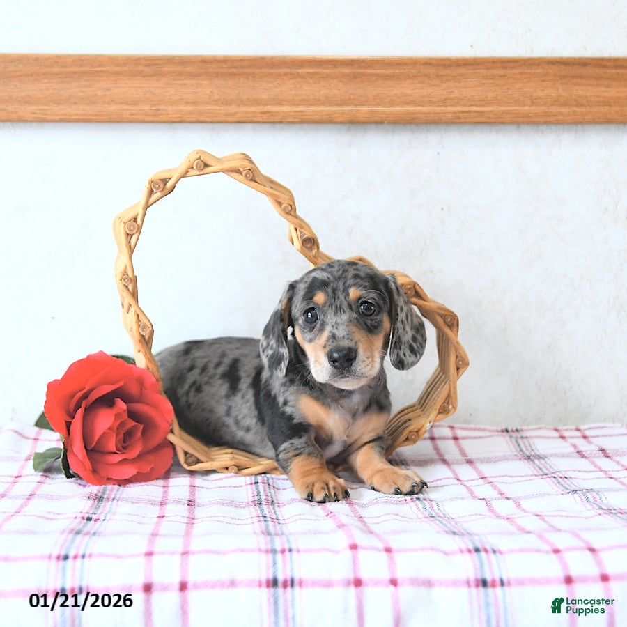 Miniature Dachshund dogs Beau - Ad 10