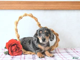Miniature Dachshund dogs Beau - Ad 26