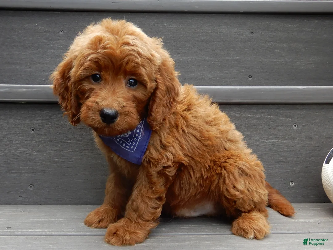 Mini Goldendoodle dogs for sale: Rusty - Ad 2