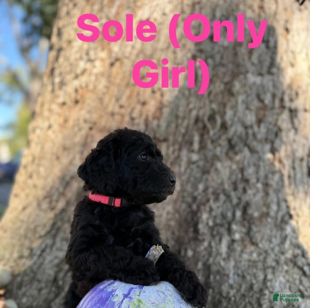 Mixed Breed dogs for sale: Sole - Ad 1